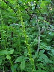 Platanthera stricta