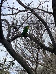 Polytelis swainsonii