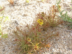 Quinchamalium chilense