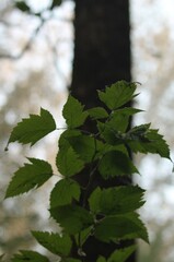 Rubus spectabilis