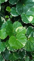 Polyscias balfouriana