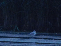 Chroicocephalus ridibundus