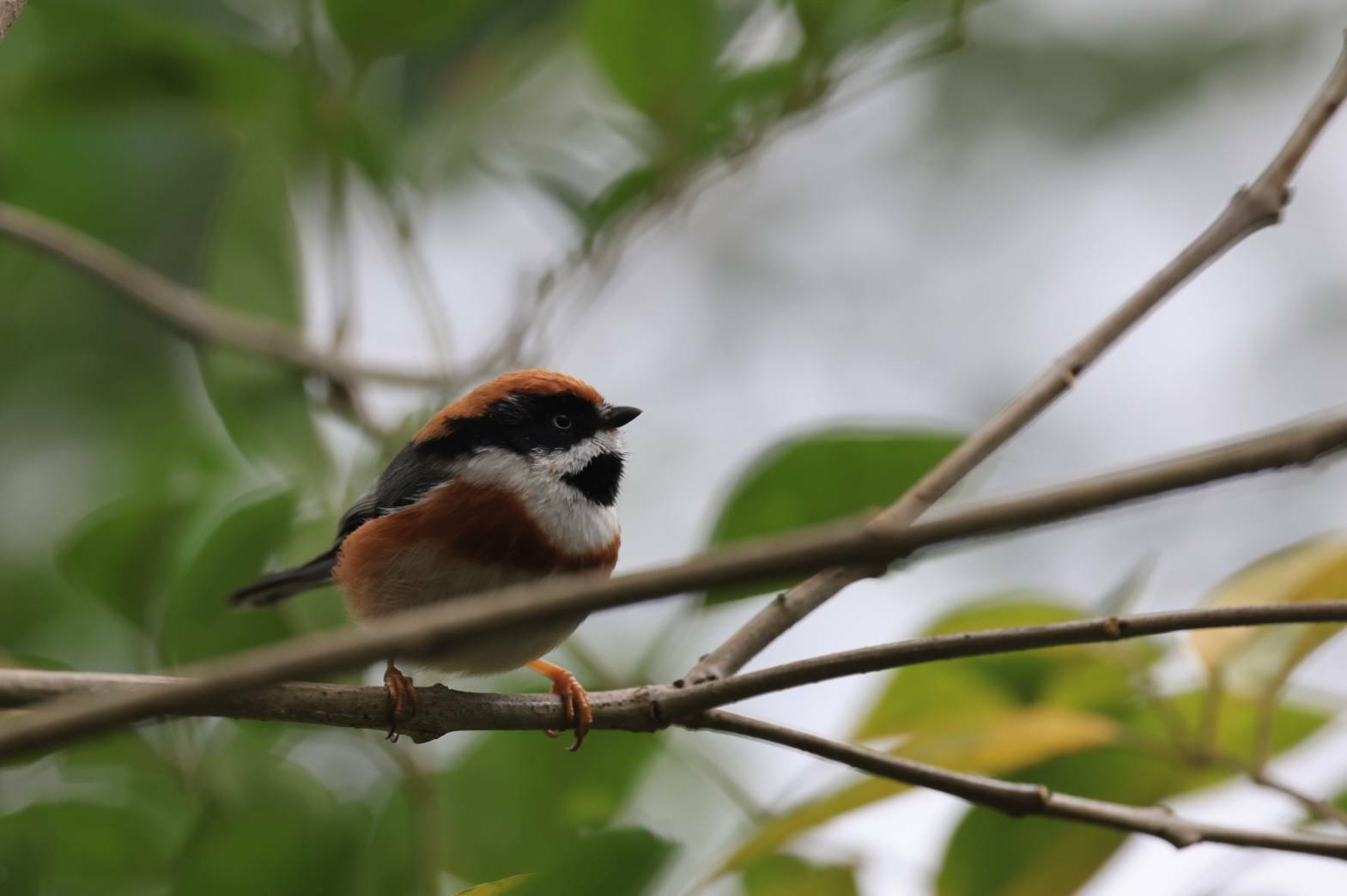 Black-throated Bushtit