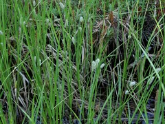 Carex rostrata