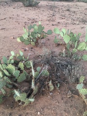 Opuntia engelmannii