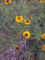 Sidneya tenuifolia