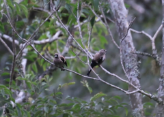 Pyrrhula nipalensis