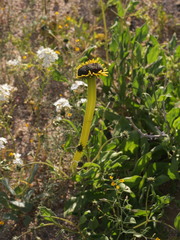 Encelia canescens