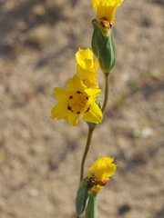 Sisyrinchium graminifolium