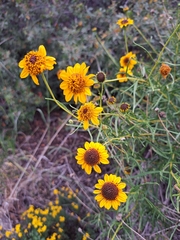 Sidneya tenuifolia