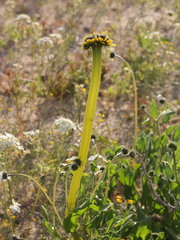 Encelia canescens