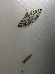Conchylodes ovulalis