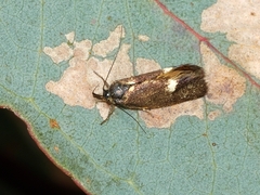 Leistomorpha brontoscopa