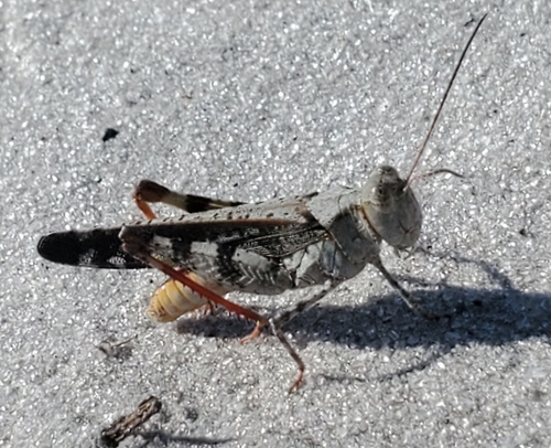 Southern Marbled Grasshopper