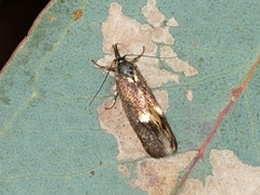 Leistomorpha brontoscopa