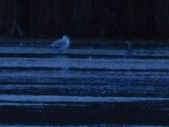 Chroicocephalus ridibundus