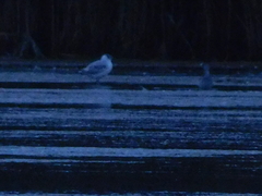 Chroicocephalus ridibundus