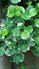 Polyscias balfouriana