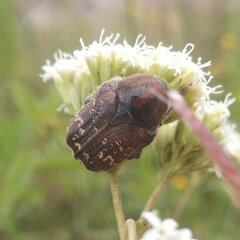 Euphoria leucographa