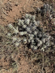 Grusonia clavata