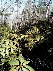 Rhododendron aureum