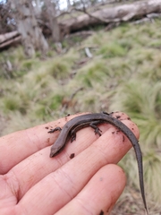 Lampropholis delicata