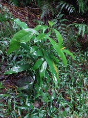 Machilus