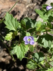 Veronica plebeia