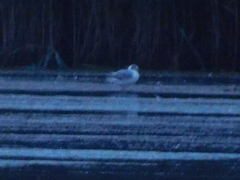 Chroicocephalus ridibundus