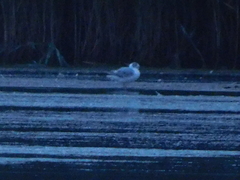 Chroicocephalus ridibundus