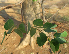Senegalia nigrescens