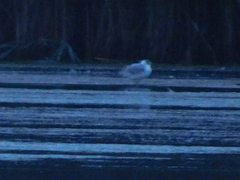 Chroicocephalus ridibundus