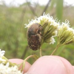 Euphoria leucographa