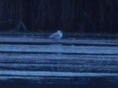 Chroicocephalus ridibundus