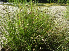 Bolboschoenus maritimus paludosus