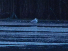 Chroicocephalus ridibundus