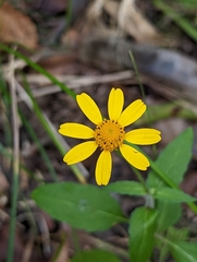 Acmella repens