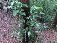 Machilus