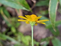 Acmella repens