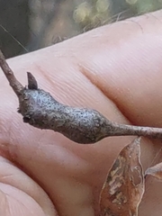 Zapatella quercusphellos