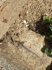 Aspidoscelis hyperythrus