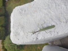 Mantodea