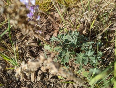 Lupinus breweri