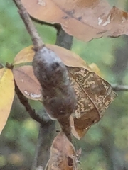 Zapatella quercusphellos