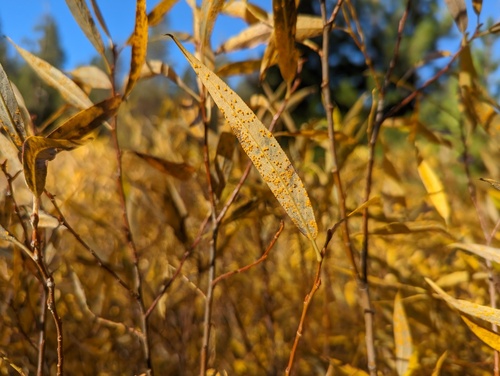 iNaturalist observation photo of Melampsora