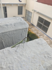 Mantodea