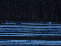 Chroicocephalus ridibundus