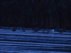 Chroicocephalus ridibundus