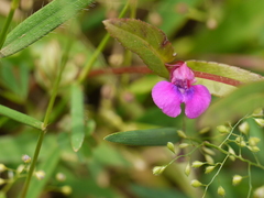 Impatiens tomentosa