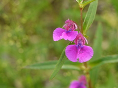 Impatiens tomentosa